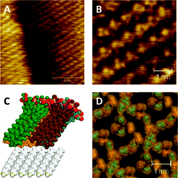 (a and b) STM images of a biomimetic bilayer of 2 formed on top of a SAM of decanethiol on Au(111), and (c and d) a simulation of the same system, different colours represent different calixarenes.