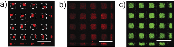 Uptake of eGFP into the rehydratable gel. a) Confocal micrograph of the dehydrated PA gel stained by rhodamine B. The boundary of the microwells is indicated by dashed lines. b) and c) Confocal micrographs after the gel in a) was rehydrated in eGFP with Red and Green filters respectively. Images a–c were obtained using the z-scan mode of a laser scanning confocal microscope to provide a comprehensive vision of the gel rehydration laterally as well as vertically (scale bar: 800 μm).