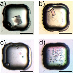 Micrographs of protein crystals grown using the protein carrying gel for a) 60 mg mL−1 lysozyme, b) 40 mg mL−1 trypsin, c) 10 mg mL−1 catalase, and d) 20 mg mL−1 thaumatin (scale bar: 200 μm).