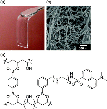 (a) Photograph of the boronate hydrogel film with dansyl moieties; (b) proposed structure of the indicator hydrogel wherein OH-inserted sp3-hybridized tetrahedral boronate esters would be partly produced; (c) FE-SEM image of the xerogel.