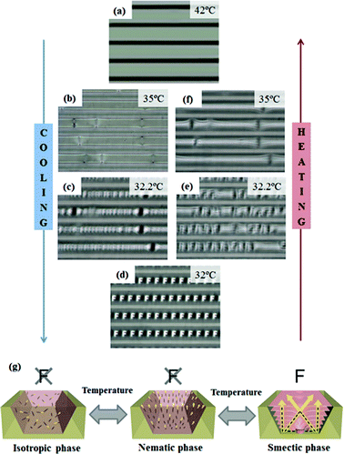 Series of OM images taken during the cooling (Fig. 3a–d) and heating (Fig. 3d–f) processes between the isotropic phase (42 °C) and the smectic phase (32 °C). The cooling and heating rate are 1 °C min−1. (g) Mechanism for the thermal response of the TFCD MLAs.