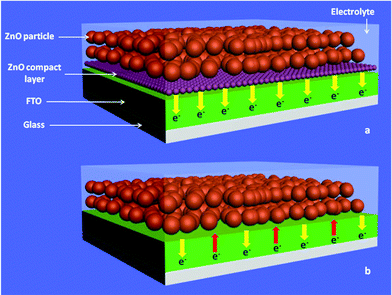 Schematic diagram of ZnO nanocrystalline photoelectrode with (a) and without (b) compact layer.