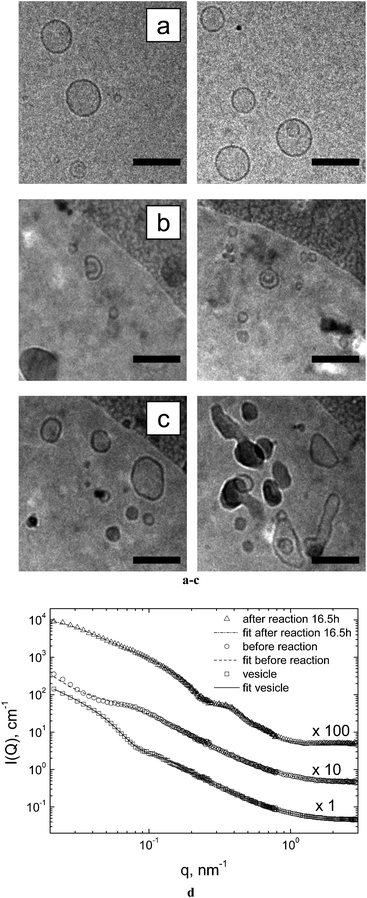 Cryo-TEM (a–c) and SANS (d) analysis of the reaction system. [AOT] = 3.0 mM; [aniline] = 4.0 mM; [HRP] = 0.92 μM; [H2O2] = 4.5 mM, T = 25 °C, pH = 4.3 (0.1 M H2PO4−). The cryo-TEM images were taken before starting the reaction by adding H2O2 (a); 5 min (b) and 24 h (c) after starting the reaction. The dark objects with high contrast seen in (b) and (c) are ice. SANS measurements were carried out of the vesicles, one day after vesicle formation, immediately before starting the reaction, and 16.5 h after starting the reaction, respectively. Length of the bar always 100 nm.