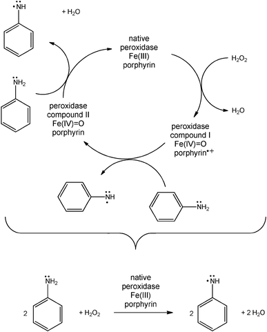 The peroxidase cycle of horseradish peroxidase isoenzyme C (HRP) with aniline as reducing substrate.18–20 The active site of HRP contains a heme group composed of Fe(iii) and porphyrin. Native HRP is oxidised by hydrogen peroxide (H2O2) in a two-electron redox reaction to compound I, an oxyferryl species with a π-cation radical located on the heme group. Afterwards, two molecules of aniline are oxidised to anilino radicals in two one-electron redox reactions. Compound II is another oxyferryl species of HRP. Overall, in each peroxidase cycle, HRP catalyses the oxidation of two aniline molecules with one H2O2 to yield two anilino radicals and two water molecules. Compound II may also react with H2O2 to yield compound III containing Fe(iii) with bound dioxygen, Fe(iii)–O2•− (not shown); after the release of HO2• (hydroperoxyl radical), compound III turns back to native HRP.20
