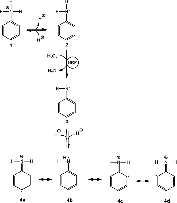 Formation of the anilinium cation radical. In aqueous solution, the anilinium cation (1, pKa = 4.6)16 is in equilibrium with the neutral form of aniline (2). The HRP–H2O2-catalysed oxidation of 2 leads to the formation of the anilino radical (3), see Scheme 1, which then becomes protonated to yield the aniline radical cation 4 (pKa = 7.1),16 in which the unpaired electron can be localised either on the carbon atom in para-position (4a), on the nitrogen atom (4b) or on one of the two carbon atoms in ortho-position (4c and 4d).