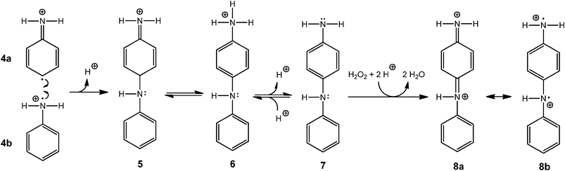 Plausible steps for the formation of the oxidised aniline dimer diradical dication. Two aniline radical cations (4a and 4b)—obtained through the HRP–H2O2-catalysed oxidation of aniline (Scheme 5) —react to form an aniline dimer dication (not shown, the reported pKa value of the secondary ammonium group is about −0.1),60 which after subsequent deprotonation yields 5 and after tautomerisation 6 (pKa = 4.70),62 which is in equilibrium with 7 (PADPA, p-aminodiphenylamine). During the conversion of 5 to 6 (tautomerism), the proton originally present in the para-position of the upper aniline is released and formally moves to the terminal nitrogen and then exchanges with the water molecules. Oxidation of 7 with H2O2 yields the dication 8a (PBQ, N-phenyl-1,4-benzequinonediimine). The mesomeric structure 8b is the aniline dimer diradical dication form.