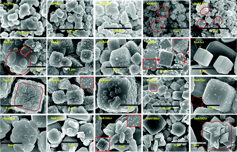 (NaA0ag and NaA3ag) SEM images of non-uniform aggregated gel particles at 0 and 3 h aging. (NaA22ag) SEM image showing well dispersed nanosize PCIP and aggregates after 22 h of aging. (NaA0cr, NaA0.5cr and NaA1cr) SEM images showing crystalline phase and accruement of PCIP around crystalline centres (marked by circles). (NaA2cr and NaA3cr) SEM images of NaA zeolite cubes composed of crystalline nanosize particles at 2 and 3 h of crystallization. (NaA4cr) Typical SEM image revealing the crystallization of individual PCIP (bottom-left inset) and many nanosize PCIP embedded in cube (top-right inset). (NaA5cr) Planar surface NaA zeolite cubes at 5 h of crystallization. (NaA7cr, NaA9cr and NaA24cr) Distinctive SEM images at 7, 9 and 24 h of crystallization demonstrating the growth of surface embedded nanosize crystals by Ostwald ripening process; an inset in NaA9cr shows contiguous sharp edges crystals on the cube faces. (NaA48cr) SEM image showing two different sized, smooth surface NaA zeolite cubes at 48 h of crystallization. (NaA72cr) Exemplary SEM image showing growth of surface embedded crystals and co-existence of nanosize particles as marked by rectangle. (NaA96cr) SEM image shows core crystal expansion which leads to complete cube breakage after growth for 96 h. (NaA120cr) SEM image of the specimen obtained at 120 h of crystallization, showing bigger cubic crystal breakage from corners. (NaA144cr, NaA168cr and NaA192cr) SEM micrograph evidence for the degradation of cubes, insets in NaA144cr show crystalline island formation due to multiple nucleation.