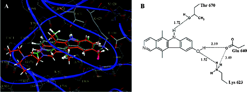 (A) Detail of the docked position of the most active compounds (9-hydroxyellipticine 4 is shown in gray, 9-hydroxy-N-methylellipticinium 3 in green, and N-alkylamino-9-hydroxyellipticinium 10 in orange). Conserved interactions are represented by dashed lines. (B) Map of the main interactions for 9-hydroxyellipticine 4.27