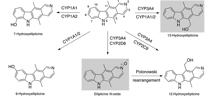 Ellipticine metabolites formed by human cytochrome P450 enzymes.18