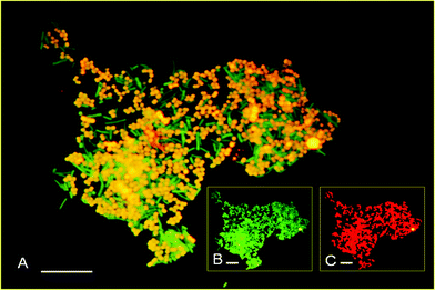 Micrographs of samples from the fifth batch with non-pretreated inoculum. (A) Megasphaera cells that hybridized with the FISH probes Mega-X (Cy3 labelled) and EUB338 (Alexa488 labelled) are shown in yellow; other bacterial cells that reacted with EUB338 (Alexa488 labelled) are shown in green. (B) all bacterial cells that reacted with EUB338 (Alexa488 labelled) are shown in green. (C) Megasphaera cells that reacted with Mega-X (Cy3 labelled) are shown in red. Bar, 10 μm.