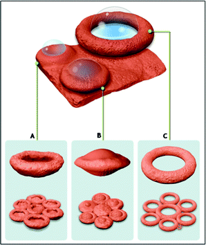 Scheme showing formation process of different MnSO4 morphologies through gas-bubble template method, Scheme A: Bowls, Scheme B: Ball-in-bowl shaped structures, Scheme C: Ring shaped structures (for convenience, all morphologies are shown to be evolved from the same film).