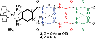 Schematic representation (top view) of hydrogen bonding in [Rh(COD)(Lig-Aa1-Aa2-Aa3-Z)2]BF4 complexes 3 (Z = OMe or OEt) or 4 (Z = NH2); Lig = Ph2P-pC6H4C(O)-; the arrows indicate the sign of helical chirality.