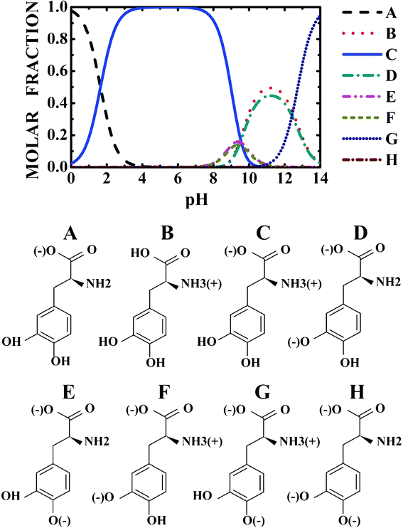 pH dependent population of the levodopa protonated states.