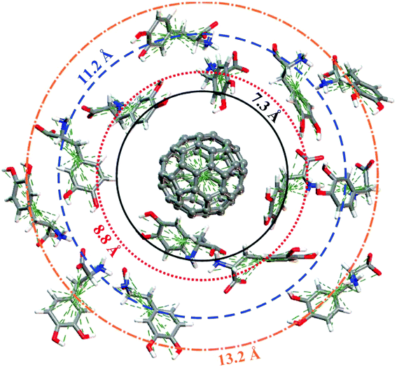 Snapshot of the molecular dynamics simulation at room temperature showing a single C60 surrounded by several LDOPAc molecules. The “orbit” radius corresponds to the structures indicated by arrows in Fig. 6.