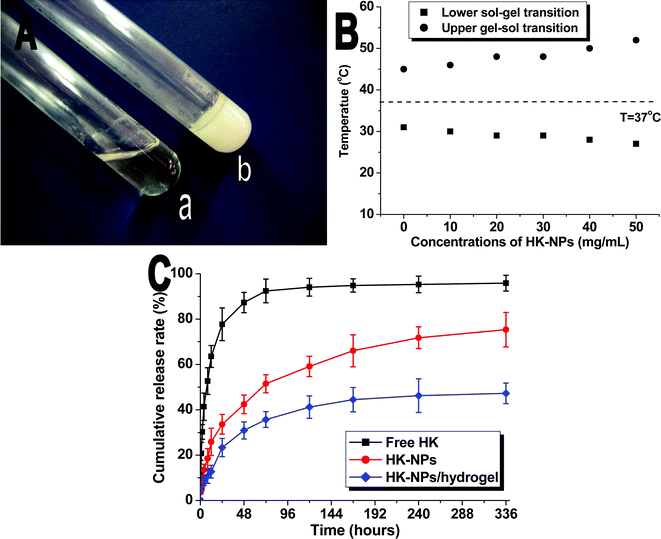 Characterization of the prepared HK-NPs/hydrogel composite. A: Morphology of HK-NPs/hydrogel (30% wt) at 10 °C (a) or 37 °C (b). B: Effect of HK-NPs content on the sol–gel–sol transition temperature of PCEC hydrogel (30% wt). C: In vitro drug release profiles of free HK, HK-NPs, and HK-NPs/hydrogel in PBS solution.
