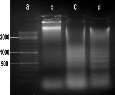 DNA fragmentation of HK-NPs-treated SKOV3 cells. Lane a: size maker (100 bp DNA ladder). Lane b: SKOV3 cells were treated with RPMI-1640. Lane c: SKOV3 cells were treated with HK-NPs 12.5 μg mL−1; a DNA ladder on agarose gels is viewed. Lane d: SKOV3 cells were treated with HK-NPs 20 μg mL−1; a DNA ladder on agarose gels is viewed clearly.