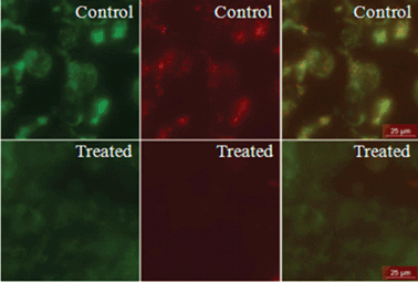 JC-1 staining of HEK 293 cells. Cells were treated with the tetra-peptide overnight, then stained with JC-1 dye for checking mitochondrial health. The cells were then studied and imaged under a fluorescence microscope. The second row shows control cells and cells treated with the tetra-peptide. The first column represents the green fluorescent monomer of JC-1, the second column represents the reddish orange fluorescence of the J-aggregate and the third column shows merged images. Scale bar represents 25 μm.