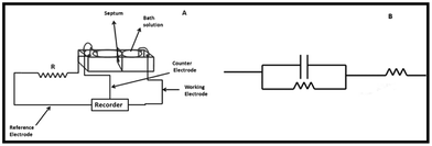 (A) Schematic representation of the measurement system; and (B) equivalent electric circuit used for electrochemical measurements.