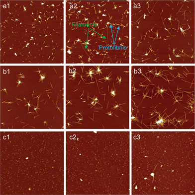 AFM images of the aggregates/fibrils of glucagon formed in the absence and presence of metal ions for the different time periods of incubation. (a1–a3): without ions; (b1–b3): Cu(ii); (c1–c3): Fe(iii). The incubation time periods for three sets samples were 5, 10 and 24 h, respectively. The final concentration of glucagon in all these samples was 1 mg ml−1, and the concentration of Cu(ii) and Fe(iii) was both 100 μM. “Protofibrils” and “filaments” are marked with colored arrows, respectively. Scan size: 6 × 6 μm2.