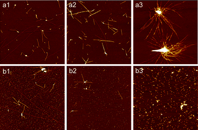 AFM images of glucagon aggregates/fibrils formed in the presence of Fe(iii) or Cu(ii) at different concentration. The incubation time for all these samples was 24 h. (a1–a3): Cu(ii); (b1–b3): Fe(iii); The concentrations of Cu(ii) and Fe(iii) were 25, 50 and 200 μM, respectively. The final concentration of glucagon in all these samples was 1 mg ml−1. Scan size: 6 × 6 μm2.