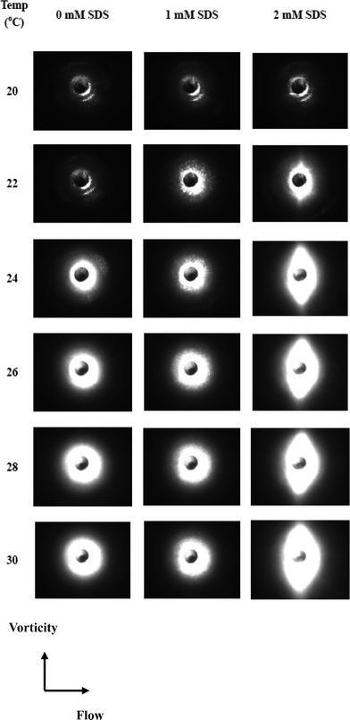 Small-angle light scattering images as a function of temperature at a shear rate of 10 s−1 for TX-114 solutions.