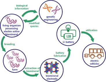 Schematic illustration of a ‘bio-factory’. Electrochemcially active biominerals can be extracted from the living organisms and used as electrodes for Li rechargeable batteries.