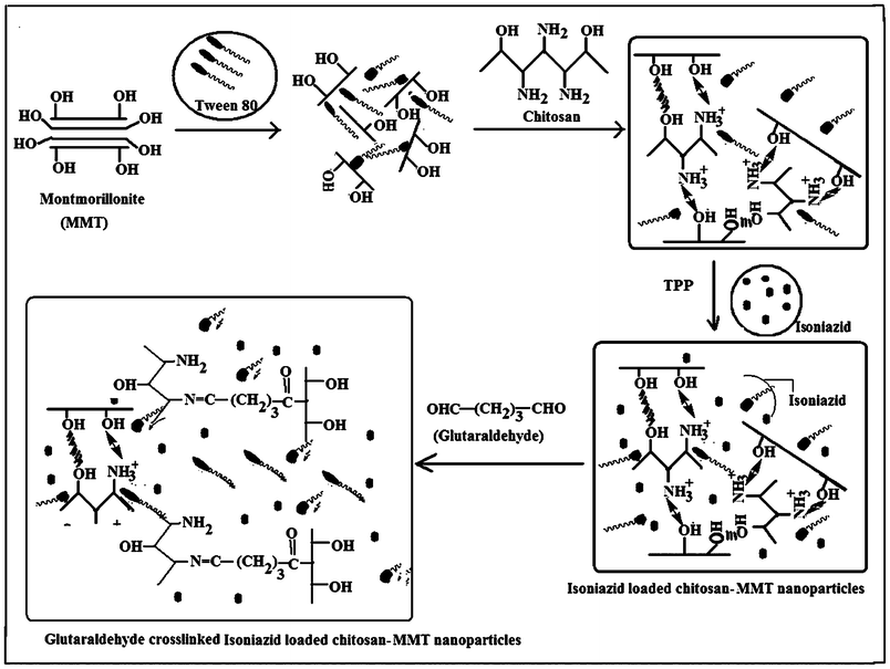 Plausible mechanism of formation of isoniazid loaded chitosan nanoparticles.