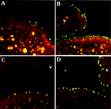 Adherence of Mal II-coated 120 nm and 1 μm particles to FAE and villus (v) epithelium. Live or aldehyde fixed Peyer's patch explants were exposed to a 1 : 1 mixture of Mal II-coated particles (green) and biocytin-quenched particles (red) for 40 min. A: On live tissue, Mal II-coated 120 nm particles bound preferentially to FAE, including enterocytes and M cells. B: On fixed tissue, Mal II-coated 120 nm particles bound to both FAE and villus epithelium. C: On live tissue, Mal II-coated 1 μm particles bound to FAE, but this binding was nonspecific since control particles were present in equal numbers. D: On fixed tissue, Mal II-coated particles (1 μm) bound to both FAE and villus epithelium. (scale bar = 100 μm). Reproduced from ref. 334 with permission from The American Physiological Society.
