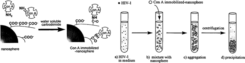 Immobilization of ConA onto the surface of polystyrene nanospheres and capture of HIV-1 virions. Reproduced from ref. 335. Copyright American Chemical Society.
