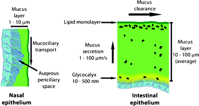General features of nasal and intestinal mucus.
