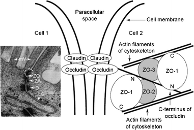 Electron micrograph of the intercellular junctional complex between two Caco-2 cells with circled TJ (left). Schematic representation of interactions among tight junction proteins (right). Abbreviations: D, desmosome; LS, lateral space; mV, microvilli; ZA, zonula adherens (adherens junction); ZO, zonula occludens (tight junction). Reproduced from ref. 79.