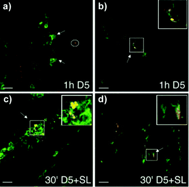 CLSM images of cryosections (7 μm), fixed with 1% PFA and immunostained for DCs (green) and E. coli (red). (a) DCs creeping between epithelial cells (see arrows) in search of E. coli D5 (red, circled) and (b) internalizing bacteria (see arrow and inset, which is magnified ×2), which are stained yellow due to the colocalization. (c–d) Coinfection of E. coli (D5) with S. typhimurium (SL) increases the number of recruited DCs and accelerates the process and magnitude of bacterial internalization. (c) Cell full of bacteria (see arrow indicate and inset, which is magnified ×2). (d) DC dendrite outside the epithelium during the process of internalization. Reproduced from ref. 129 with permission from Macmillan Publishers Ltd.
