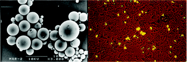 Left: SEM image of Rho-loaded PLGA microspheres (scale bar 10 μm); right: optical micrograph obtained after cell sorting of alveolar macrophages, which have phagocytosed numerous PLGA microspheres. Reproduced from ref. 184 with permission from Wiley.