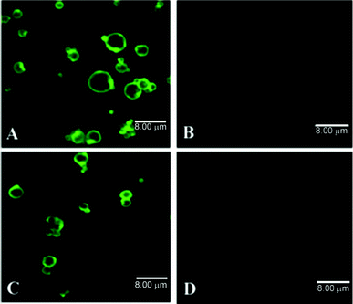 CLSM images of ligand-grafted PLGA microspheres: (A) WGA-FITC and (C) BSA-FITC grafted microspheres (B) and (D) ungrafted microspheres after incubation with proteins without COOH activation. Reproduced from ref. 197.