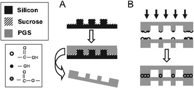 Overview of fabrication strategy for PGS microfluidic devices: A) replica moulding of PGS layers. PGS pre-polymer is cured into micro-patterned sheets and delaminated in water. B) Multiple layers are bound by physically adhering individual sheets and curing the films together.7 Reprinted with permission of John Wiley and Sons.