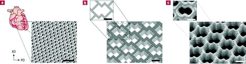 Accordion-like honeycomb scaffolds for myocardium. (a, b) Computer-designed image of the scaffolds. Scale bars: 1 mm (a) and 200 μm (b). (c) Scanning electron micrographs demonstrating the fidelity of excimer laser micro-ablation in rendering an accordion-like honeycomb design in PGS. Scale bar: 200 μm.115 Reprinted with permission of Nature Publishing Group.