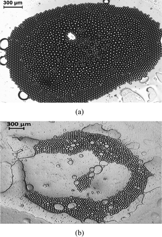 Pattern formation by the self assembly of the oil droplets at the end stages of the evaporation (when most of the water has evaporated) for (a) glass substrate (captured at t = 100 s) and (b) polycarbonate substrate (captured at t = 2200 s).