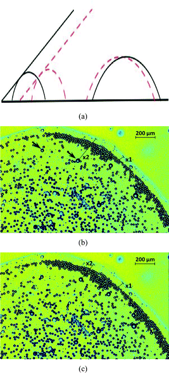 The dynamics of oil droplets on a polycarbonate substrate at times t, such that tse < tc < t < tle. The plot in (a) provides the schematic of the dynamics, with the part of the schematic shown in black bold lines representing the behavior at time smaller than that represented in red dashed lines. The plots in (b) and (c) provide experimental results corresponding to t = 943 s and t = 948 s, respectively. In (b) x2(t = 943 s) = 277 μm and in (c) x2(t = 948 s) = 190 μm, therefore clearly demonstrating that the larger oil droplets are moving towards the contact line. Also in (b) x1(t = 943 s) = 58 μm and in (c) x1(t = 948 s) = 59 μm, therefore clearly demonstrating that as the contact line retracts towards the drop center, the enclosure distance of the small oil droplets with the TPCL remains fixed. Consequently we have the bi-directional oil droplet motion. Also note that for this result, we have tse ∼ 820, tc ∼ 900 s and tle ∼ 950 s. In (b), we indicate the larger droplets with arrows.