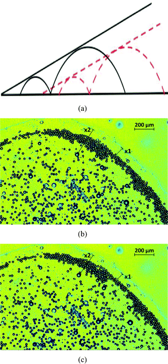 The dynamics of oil droplets on a polycarbonate substrate at times t, such that t > tle and t > tc. The plot in (a) provides the schematic of the dynamics, with the part of the schematic shown in black bold lines representing the behavior at time smaller than that represented in red dashed lines. The plots in (b) and (c) provide experimental results corresponding to t = 958 s and t = 963 s respectively. Here there is only a minor change in values of x1 and x2 in figures (b) and (c), thereby clearly establishing a rigid body motion of the contact line and the oil droplets towards the drop center. The values of tc and tle are identical to that in Fig. 8.