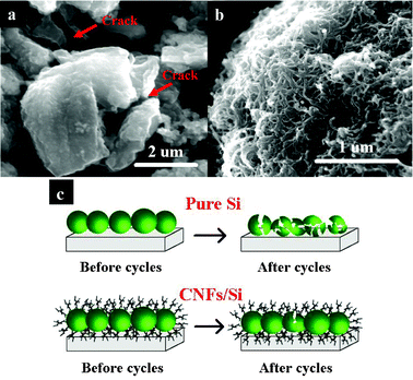 SEM images of pure Si (a) and CNFs/Si (b) electrodes after cycles and their schematic view before and after cycling (c).