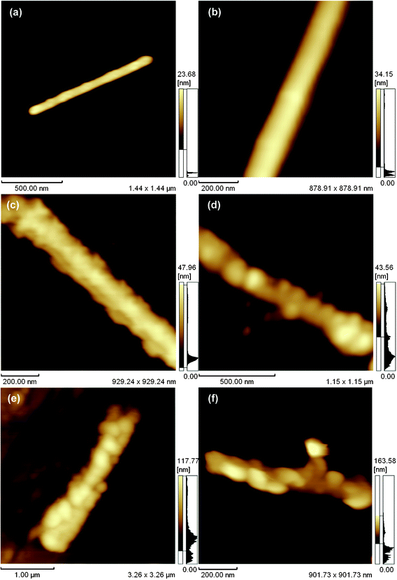 (a, b) AFM images of GA-functionalized BNNTs; (c) SAv (d) BSA (d) Lyz and (e) IgG on GA-functionalized BNNTs.