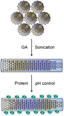 Schematic representation of disentanglement of multi-walled BNNTs via functionalization with GA for proteins immobilization.