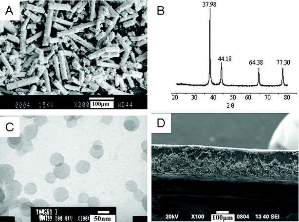 The morphological structures of PSBS, SCCF, and the PSBS–SCCF film. (A) An SEM image of SCCF, (B) a WAXD diffractogram of SCCFs, (C) a TEM image of PSBS latex, and (D) the PSBS–SCCF film that represents one-half of the actuator membrane.