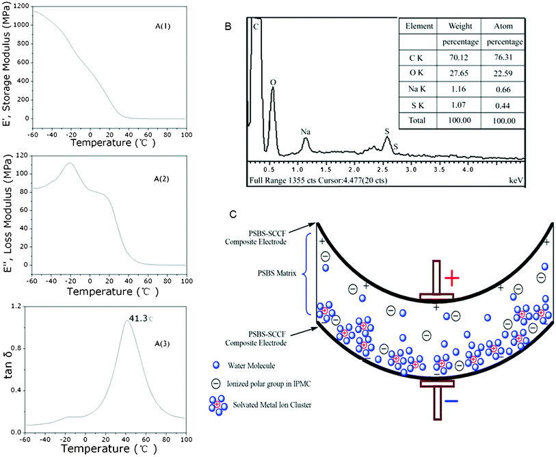 Dynamic mechanical analysis (DMA) of PSBS without SCCF (A), elemental analysis of PSBS via energy dispersive spectroscopy (B), and schematic indication of ion migration and the caused bending of PSBS membrane (C).