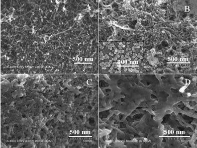 SEM images of MWNTs/GCE (A), SiO2NPs/MIPs/GCE (B), MIPs/SiO2NPs/MWNTs/GCE (C) and multiporous MIPs/MWNTs/GCE (D). The inset of (B) is the SEM image of SiO2NPs.