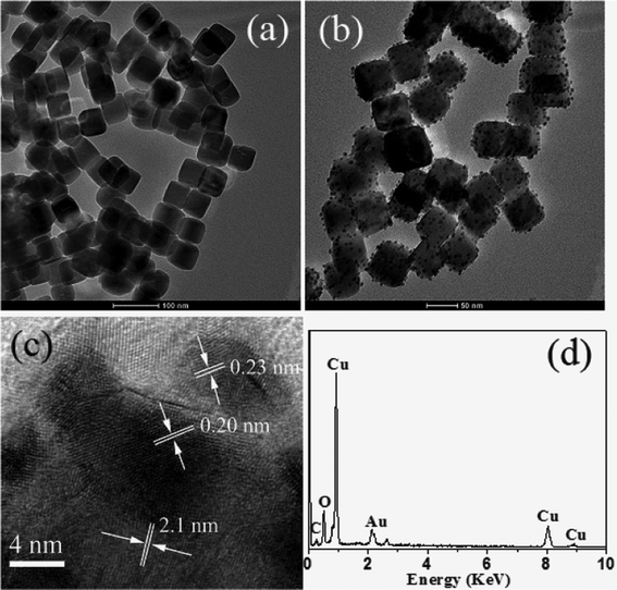 Download In situ growth of Au nanoparticles on the surfaces of Cu 2 ...