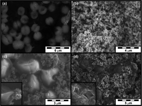 (a) SEM images of cyanobacteria before treatment, (b) unused NZVI particles, (c) highly deformed cells after brief exposure to NZVI, and (d) completely destroyed cells surrounded by ferric oxide aggregates. Reproduced with permission.
