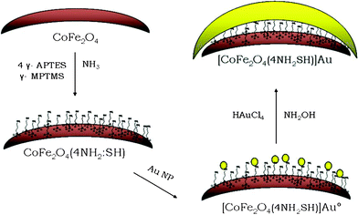 Reaction strategy showing the successive steps for gold covering process onto 4 : 1 amino : mercapto functionalized cobalt ferrite Nps. Reproduced with permission from Elsevier Science.