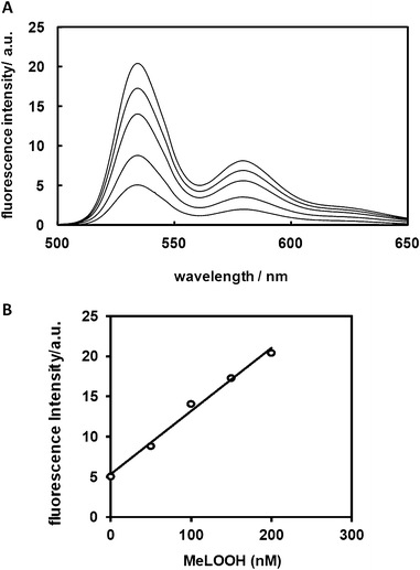 Relationship between fluorescence intensity and concentration of MeLOOH. (A) Emission spectra for Liperfluo at room temperature in ethanol in the presence of MeLOOH at various concentrations. Emission spectra were obtained 10 min after adding MeLOOH to Liperfluo (1 μM) under aerobic conditions at an excitation wavelength of 488 nm. (B) Relationship between fluorescence intensity and concentration of MeLOOH. The fluorescence intensity was measured at 535 nm before and after addition of MeLOOH.