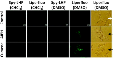 Bright-field and fluorescence images of living SH-SY5Y cells. SH-SY5Y cells were pre-incubated in serum-free medium containing 20 μM Spy-LHP or Liperfluo added to CHCl3 or DMSO at 37 °C for 15 min. The medium was replaced by medium containing serum and either 6 mM AIPH or 100 μM Cumene-OOH and incubated at 37 °C for 2 h. White and black arrows in the bright-field optical microscopy images indicate healthy cells and damaged cells, respectively. The fluorescence images of lipid hydroperoxides generated in live cells were obtained using fluorescence microscopy.
